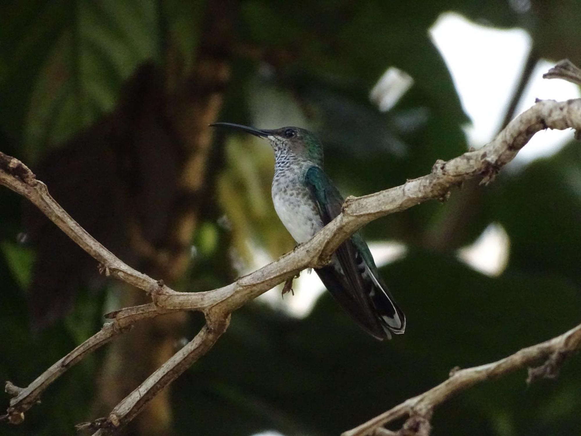 Eco Hotel Amanecer Tayrona 埃尔扎伊诺 外观 照片
